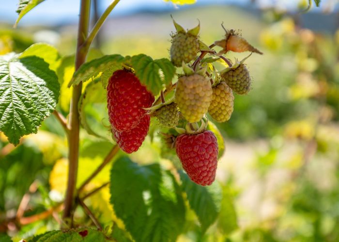  at 160 Tadmor Valley Road, Tapawera, Tasman, Nelson / Tasman