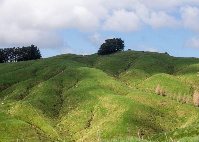  at Merlo Forest, Eketahuna, Tararua, Manawatu / Whanganui