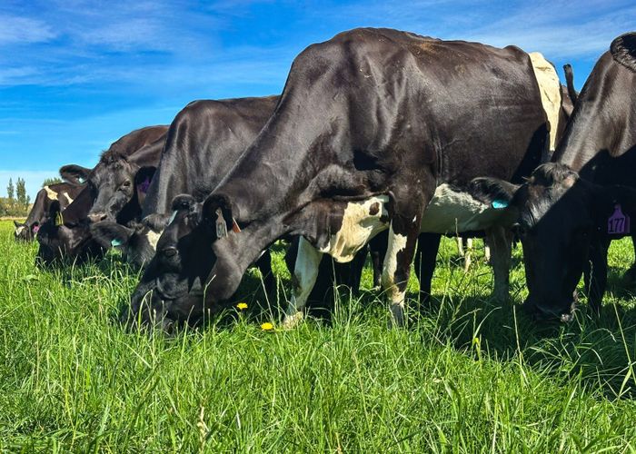  at 374 Winton Channel Road, Dipton West, Southland, Southland