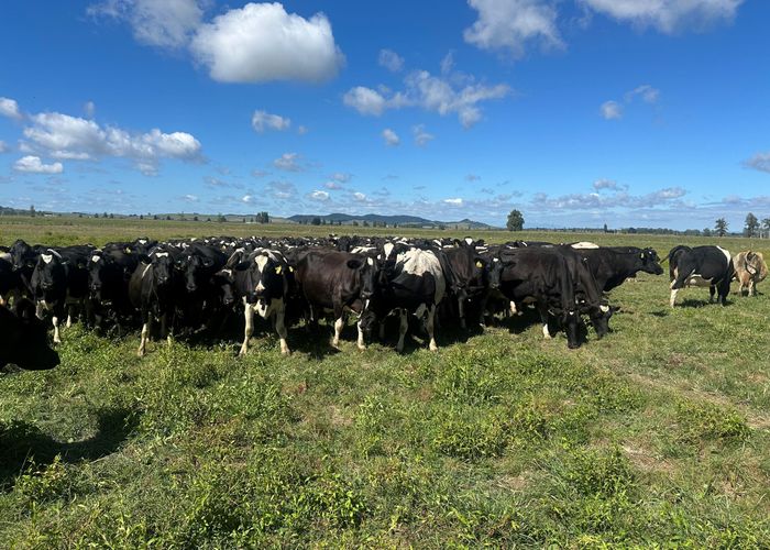  at 2284/2299 Tahuna Road, Morrinsville, Matamata-Piako, Waikato