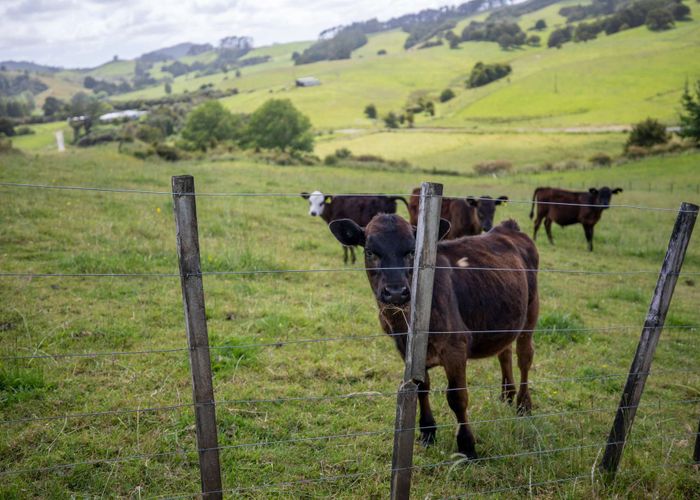  at 444 Komokoriki Hill Road, Makarau, Rodney, Auckland
