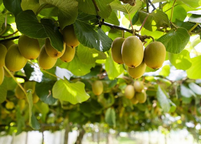  at 457 Whatitiri Road, Poroti, Whangarei, Northland