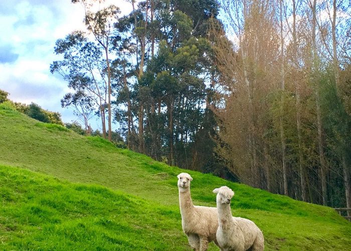  at 306 Pahoia Road, Whakamarama, Western Bay Of Plenty, Bay Of Plenty