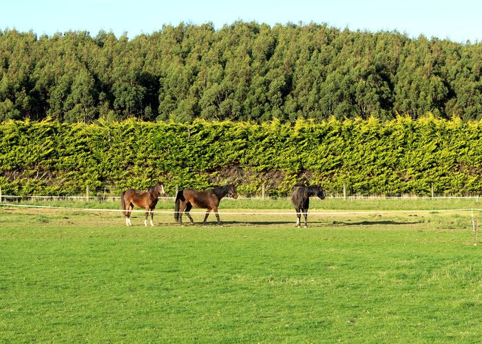  at 270 Roslyn Road, Roslyn Bush, Invercargill