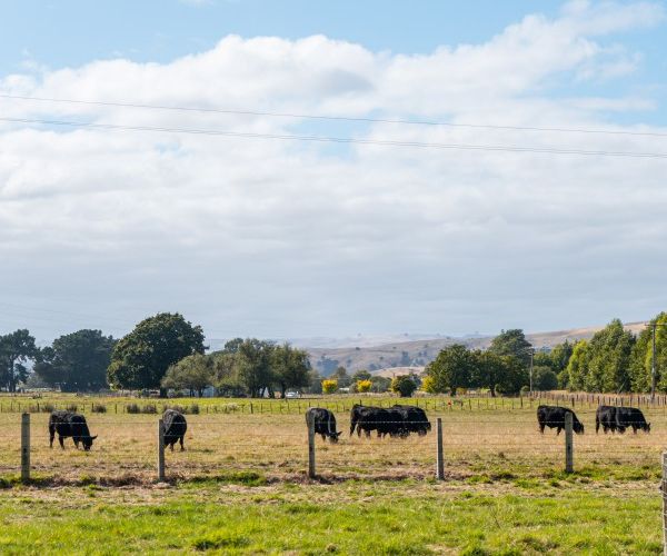  at 175 Papawai Road, Papawai, Greytown