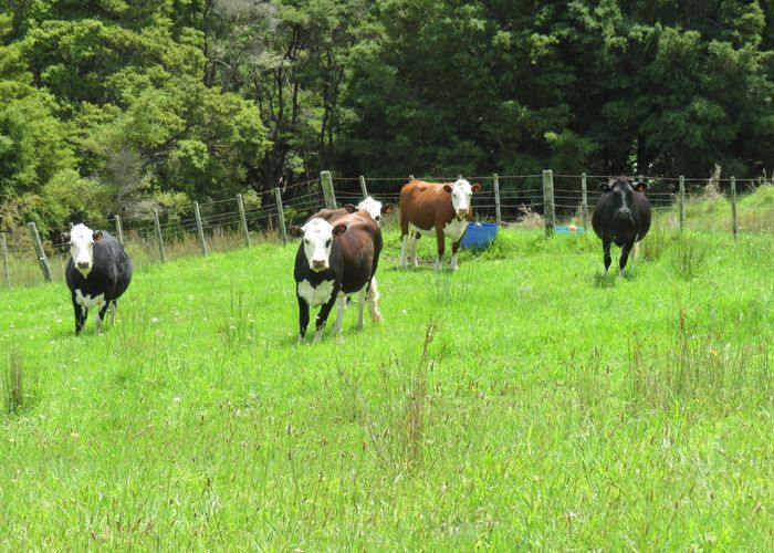  at 134 Heatley Road, Maungaturoto