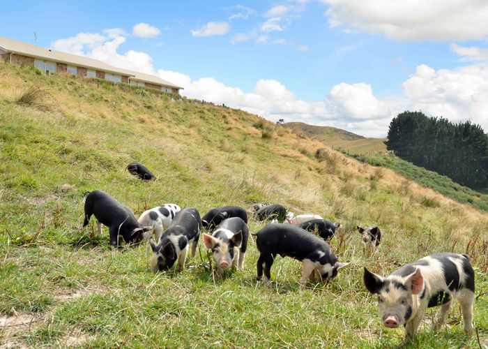  at 82 Card Road, Tauhei, Morrinsville