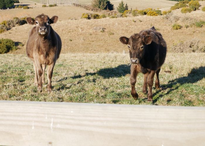  at 2/445 Palmerston-Dunback Road, Meadowbank, Palmerston