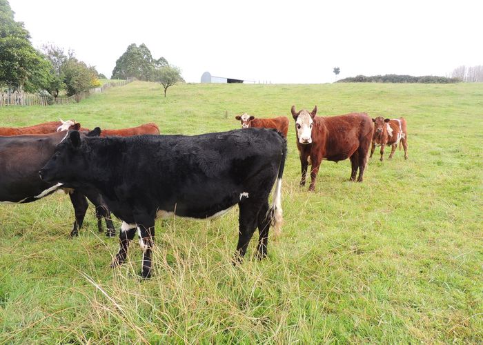  at 5242 State Highway 2, Kotemaori, WAIROA