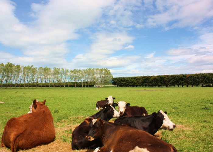  at 46 Blue Cliffs Road, St Andrews