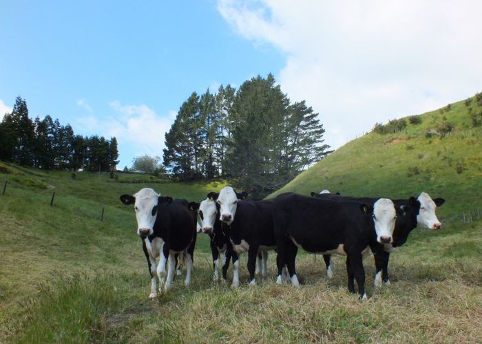  at 588 MCLAREN FALLS ROAD, Omanawa, Tauranga