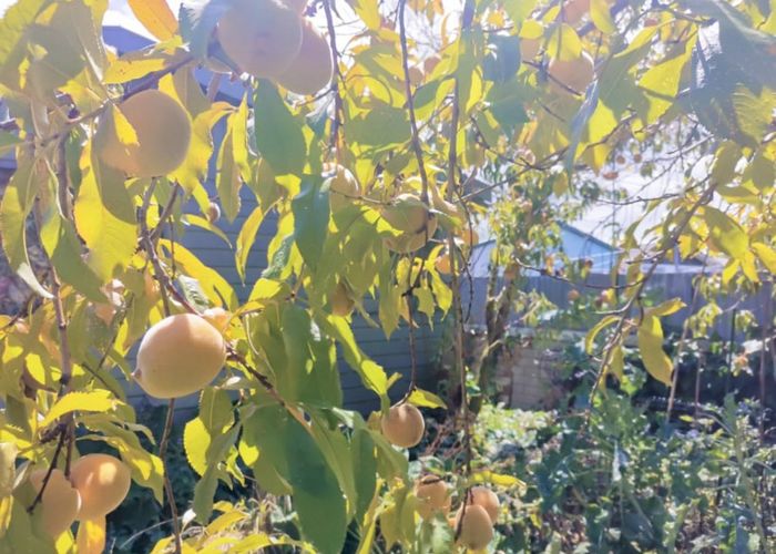  at 11 Jellicoe Avenue, Wairoa, Wairoa