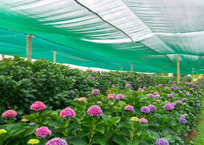  at 261 Pahoia Road, Tauranga