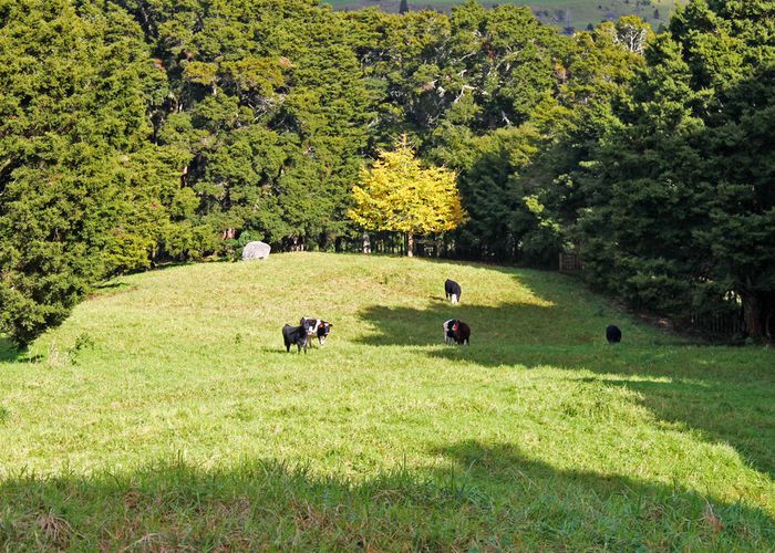  at 13A Newton Road, Whangarei