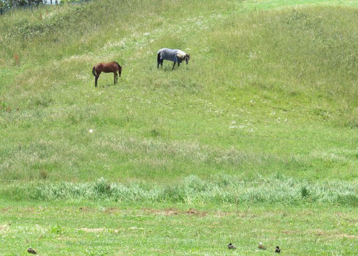 at 0 Swamp Rd, Mareretu, Maungaturoto