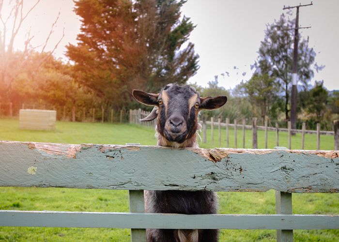  at 691 School Road, Wellsford