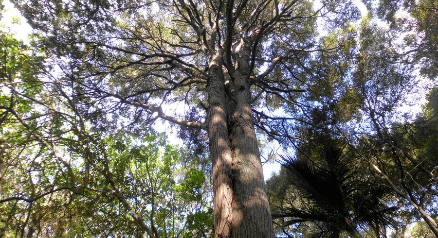  at 467C Pahi Road, Pahi, Paparoa