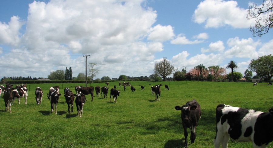  at 595A Tauranga Road, Te Poi, Matamata-Piako, Waikato