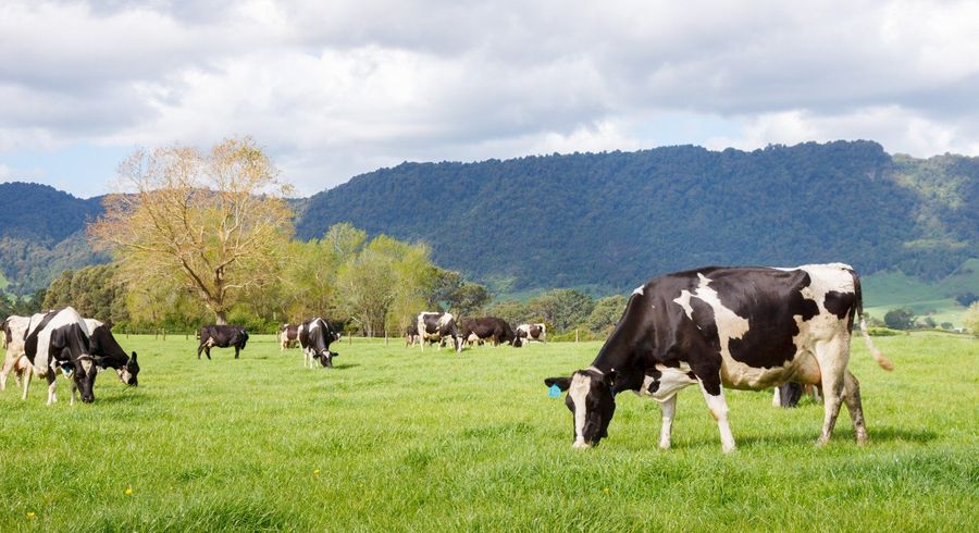  at 72 and 82 Harding Road, Matamata, Matamata-Piako, Waikato