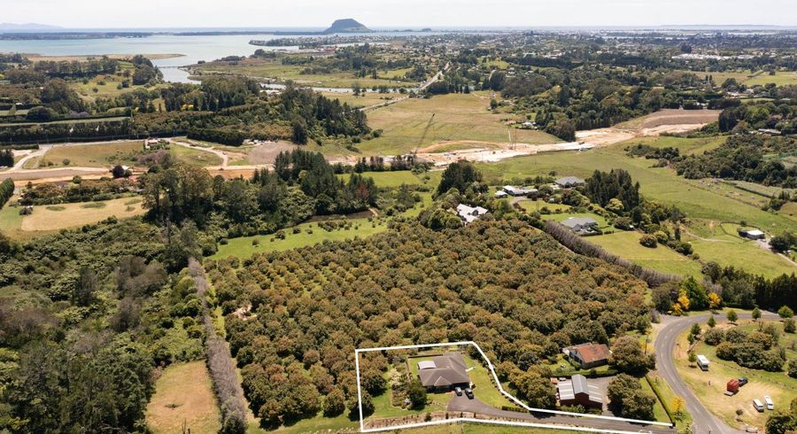  at 84 Oliver Road, Tauranga