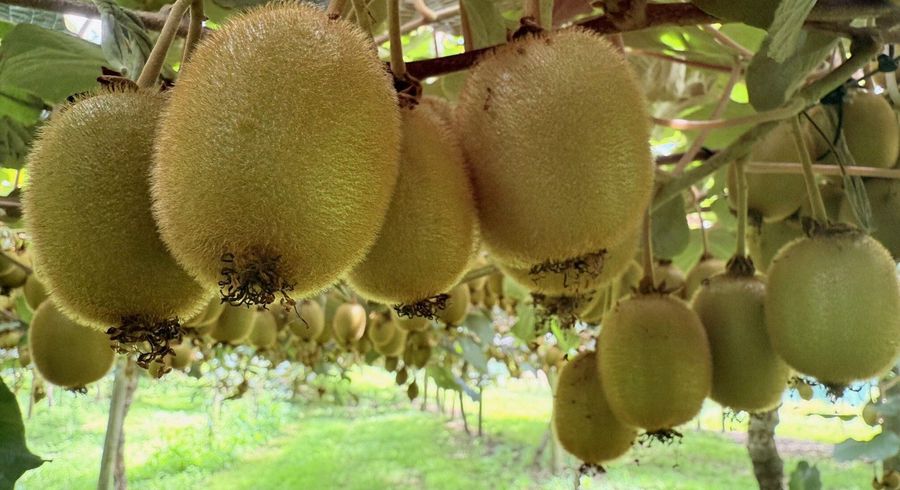  at 155 Mystery Valley Road, Paengaroa, Western Bay Of Plenty, Bay Of Plenty