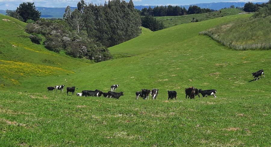  at Lot 7, 560 Finnis Road, Pohangina, Manawatu, Manawatu / Whanganui