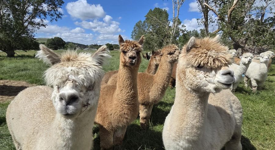  at 0 Grindon Street, RD3, Lawrence, Clutha, Otago