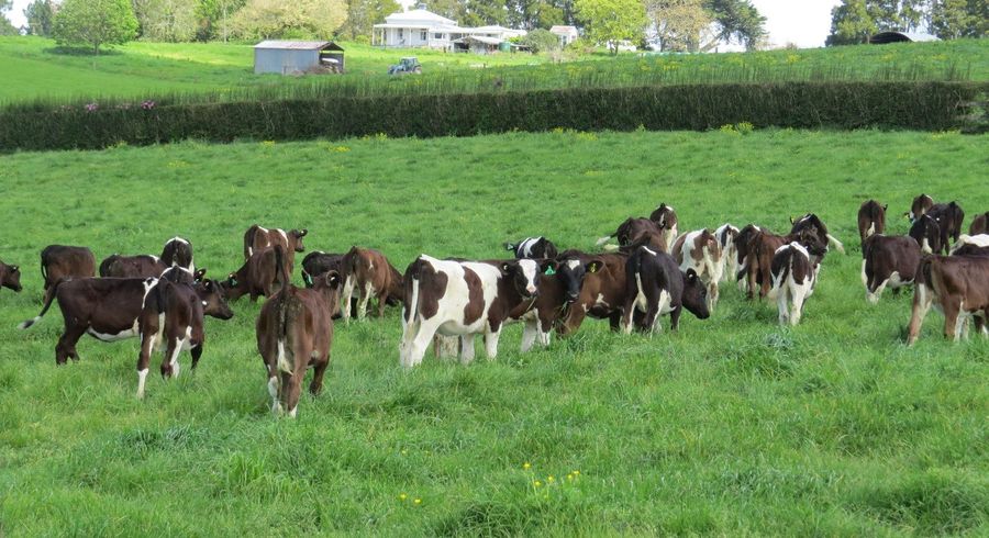  at 58 Ryburn Road, Ohaupo, Waipa, Waikato