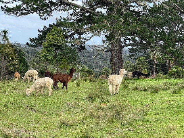  at 255 Okura River Road, Okura, North Shore City, Auckland