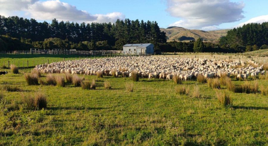  at Lot 2, 98 Millstream Road, Dannevirke, Tararua, Manawatu / Whanganui