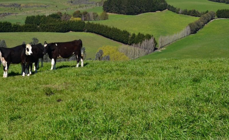  at 0 Rutherford Road, Pukekohe East, Pukekohe