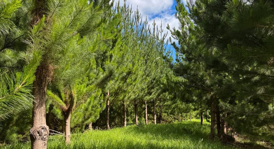  at 0 Pukehuia Road, Tangiteroria, Kaipara, Northland