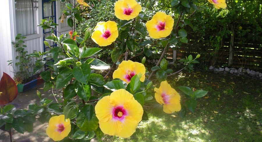  at 11 Challinor Street, Pakuranga, Manukau City, Auckland