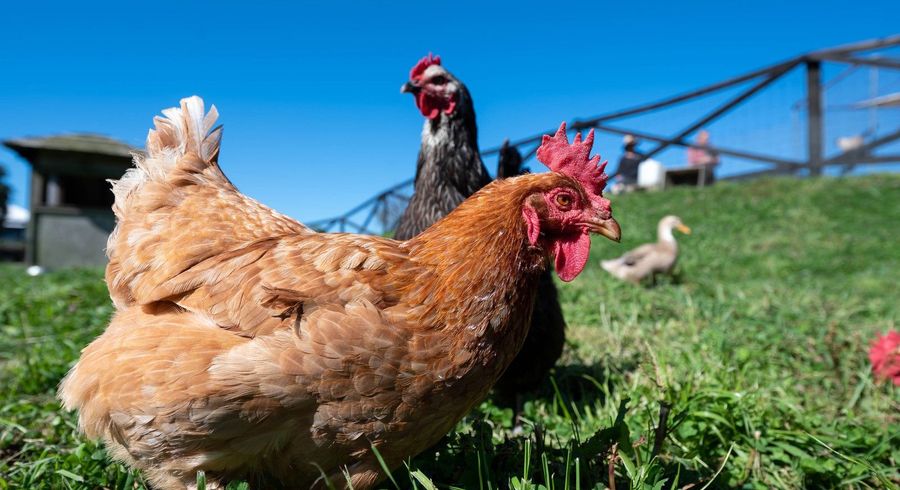  at 22 Umuroa Street, Mamaku