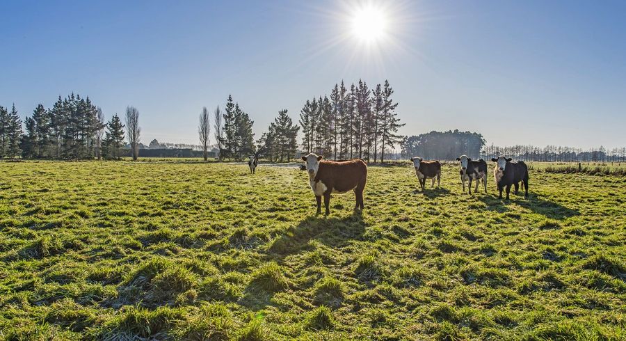  at 12 Bramleys Road, Flaxton, Kaiapoi