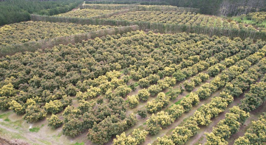  at 156 Mcmanus Road, Houhora, Far North, Northland