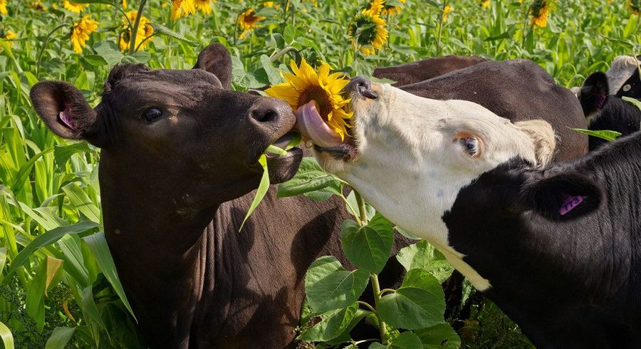  at 48 Gardiners Road, Starvation Hill, Oxford