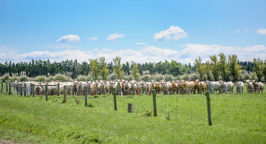  at 1065 Hudsons Road, Motukarara, Banks Peninsula, Canterbury