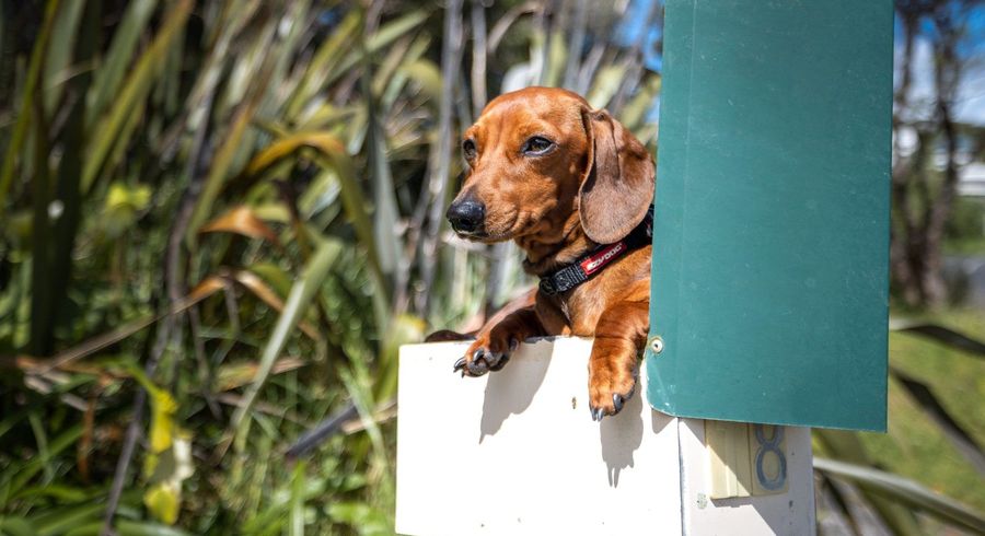  at 18 Manuka Road, Oneroa, Waiheke Island