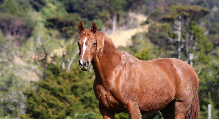  at 1447 Cove Road, Langs Beach, Whangarei, Northland