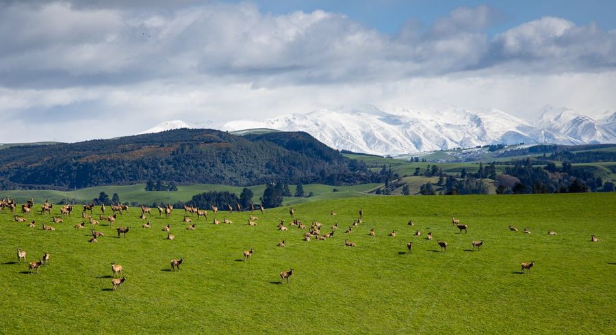  at 617 Raincliff Road, Timaru, Timaru, Canterbury