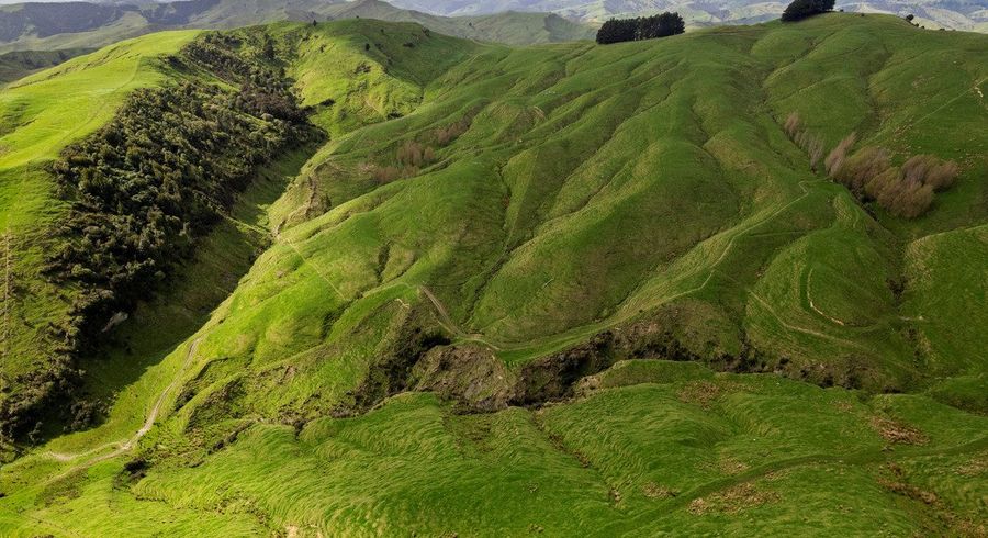  at Merlo Forest, Eketahuna, Tararua, Manawatu / Whanganui