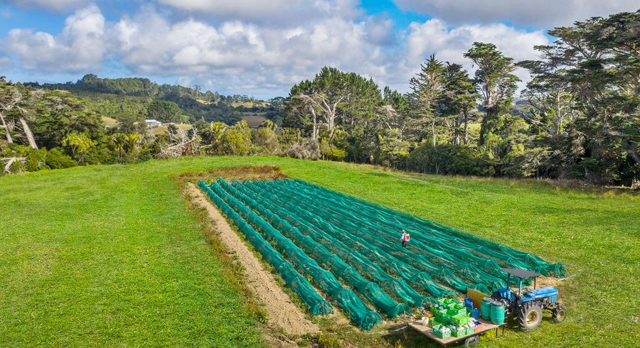  at 165 Annett Road, Kumeu
