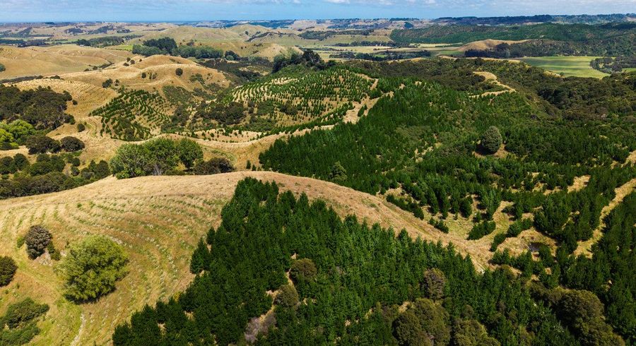  at Turakina Forest, Turakina, Rangitikei, Manawatu / Whanganui