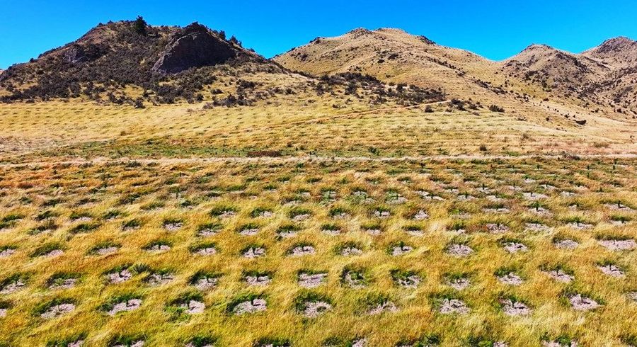  at Masons Flat Forest, Hawarden, Hurunui, Canterbury
