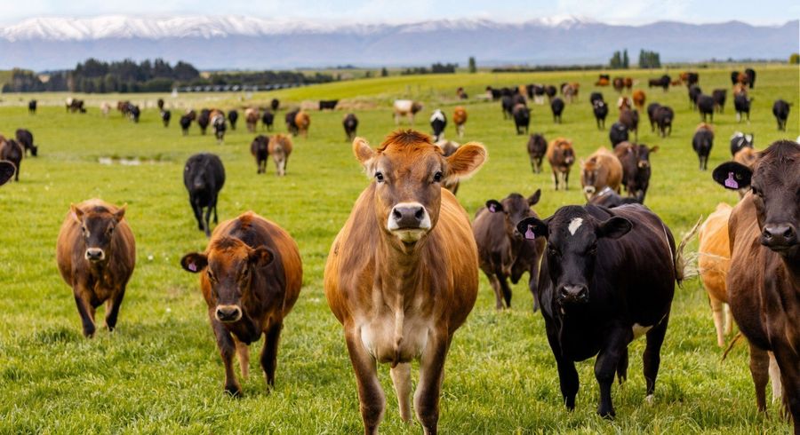  at Pendella Farm, 72 Gibson Road, Ranfurly, Central Otago, Otago