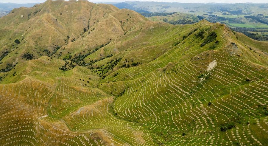  at Ngakonui Forest, Martinborough, South Wairarapa, Wellington