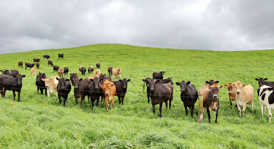  at 0n End Of Harkness Rice Way, Koru, New Plymouth, Taranaki