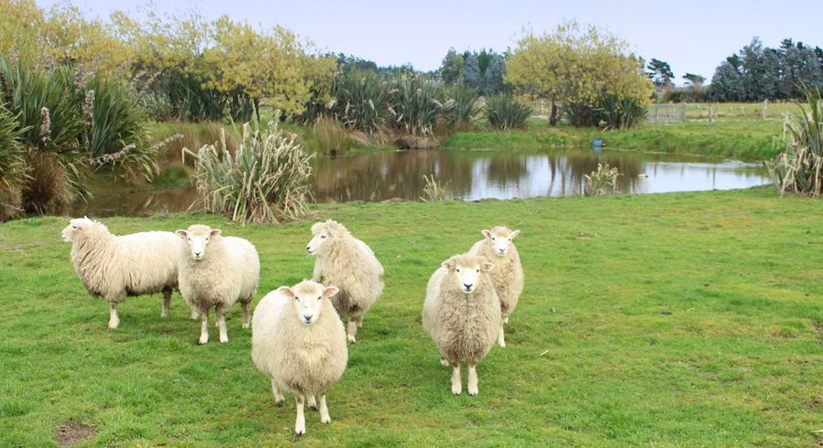  at 170 Wilcox Road, Seaward Bush, Invercargill