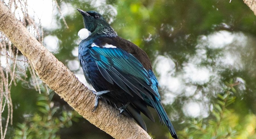  at 85 Tanekaha Road, Titirangi, Auckland